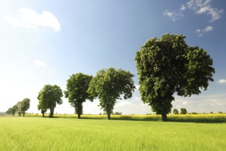 Chestnut trees in a grain field on a spring morning