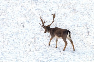 Fallow deer buck snow winter landscape (Dama Dama)
