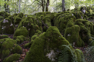 Beech forest near Lizarrusti, Alleko Tour, (SL-Gi 2004), Aralar natural park, Guipuzcoa-Navarra,
