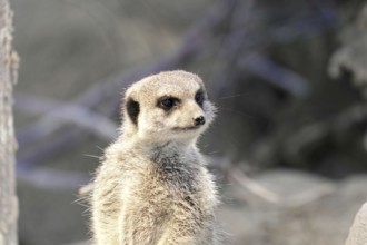 A single meerkat stands curiously in the open with a blurred background, meerkat or suricate