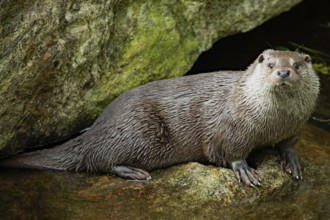 Otter standing on rock in water looking to the right