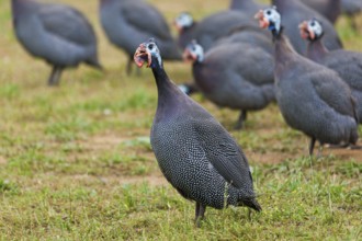 Guinea-fowls in Gourdon, Lot department, Occitanie, France, Europe