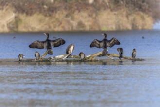 Great cormorant (Phalacrocorax carbo) and Pygmy cormorant (Microcarbo pygmaeus) perched on a branch