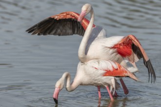 Greater Flamingo couple mating in courtship (Phoenicopterus roseus) in a swamp in spring. Saintes