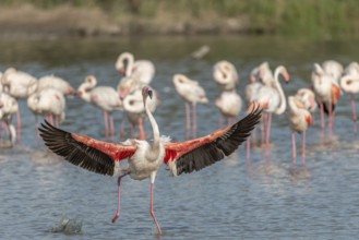 Greater Flamingos (Phoenicopterus roseus) landing in a swamp. Saintes Maries de la Mer, Parc