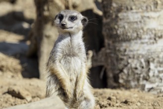 Suricata standing on a guard. Curious meerkat (Suricata suricatta)