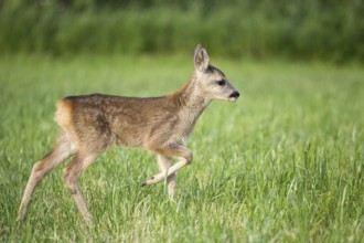 Young wild roe deer in grass, Capreolus capreolus. New born roe deer, wild spring nature