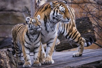 Siberian tiger with cub, Panthera tigris altaica