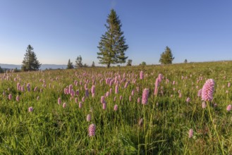 Beautiful wildflower meadow with knotweed Common bistort on the field of fire in the Vosges in
