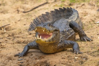 Spectacled caiman (Caiman crocodilus yacara), Crocodile (Alligatoridae), crocodile (Crocodylia),