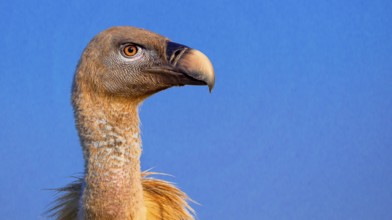 Eurasian Griffon Vulture, Gyps fulvus, Castilla y Leon, Spain, Europe