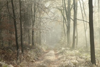 Forest trail among the plants covered with frost, November, Poland, Europe