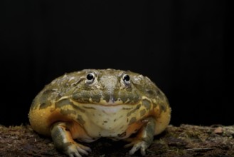 African bullfrog on a black background