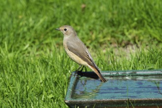 Redstart standing on pot with water in green grass, looking left