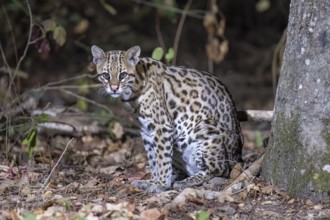 Ocelot (Leopardus pardalis), at night, eye contact, Pantanal, inland, wetland, UNESCO Biosphere