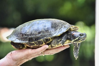 Red Eared Terrapin Turtle Trachemys Scripta Elegans Tortoise