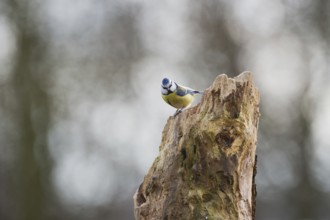 Blue tit on tree trunk