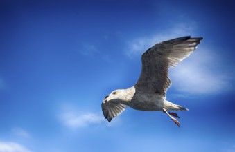 A seagull in the sky over the Baltic Sea, 2015