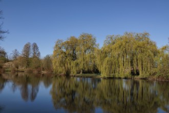 A quiet pond reflects willow trees and the clear sky, Gescher, Münsterland, Germany, Europe
