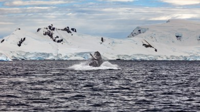 A whale reappears near glaciers, humpback whale (Megaptera novaeangliae) observation in the