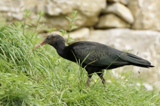 Glossy ibis, Plegadis falcinellus, Brown ibis, Siberian ibis, Bad Mergentheim, Germany, Europe