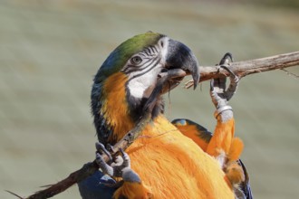 Portrait of a yellow-breasted macaw in a zoo Portrait of a blue-and-gold macaw in a zoo