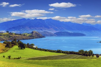 Lake Wanaka. New Zealand, South Island. Adorable lake with turquoise water. Picturesque vineyard