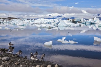 Beautiful summer morning in the icy ocean lagoon with floating ice. On the coastal edge feeds flock