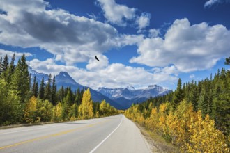 Great Banff. Excellent highway and surrounded by autumnal woods. Travel to the Bow River Canyon in