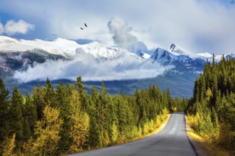 Canadian Rockies. Fine September day. The highway passes among mountains and the turned yellow