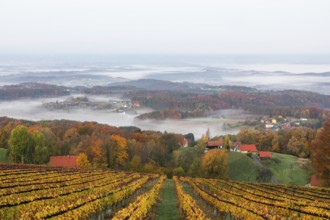 Autumn atmosphere in the early morning, vineyard, fog drifts through the hilly landscape in the