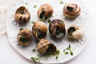 Escargot platter, delicious french delicatessen