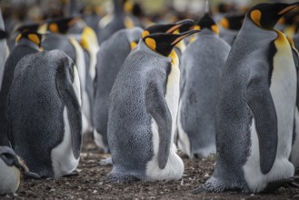 King penguins (Aptenodytes patagonicus), breeding in a colony, Volunteer Point, Falkland Islands,