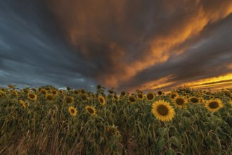 Sunflower fields at sunset. Bas-Rhin, Collectivite europeenne d'Alsace, Grand Est, France, Europe