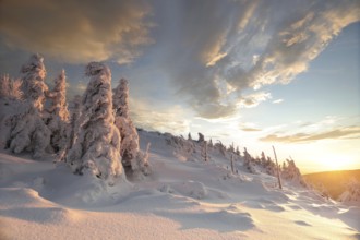 Winter landscape during sunset, snow-covered pine trees in the mountains