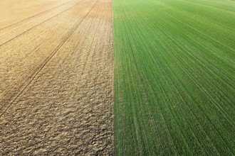 Young Wheat seedlings growing in a field Aerial view