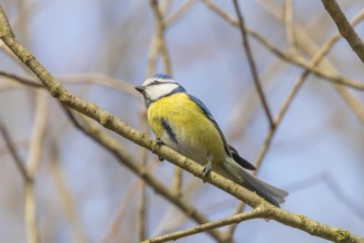 Blue tit on branch, Eurasian blue tit, (Cyanistes caeruleus) Cute little Bird