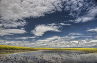 Slough pond and crop Saskatchewan Canada