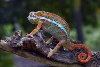 The panther chameleon (Furcifer pardalis) on a tree branch