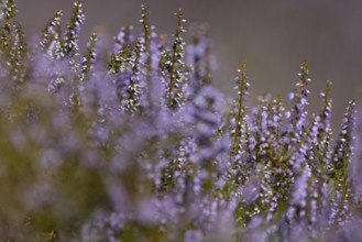 Close-up of flowering heather (Erica) with intense purple colour in natural setting in mountainous