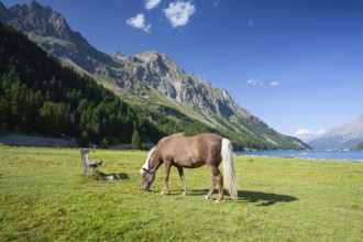 On a pasture near the Lake Sils. It is a lake in the Upper Engadine valley, Grisons, Switzerland,