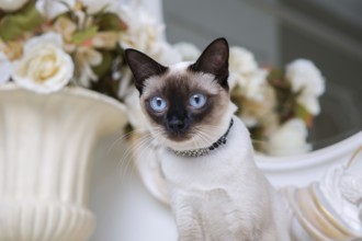 Two colour cat without tail Mekong Bobtail breed with jewel precious necklace of pearls around neck