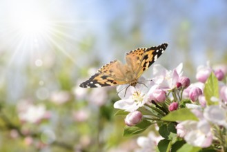 Spring 406
