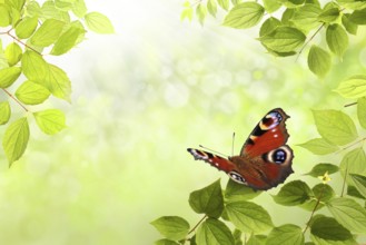 Butterfly in spring