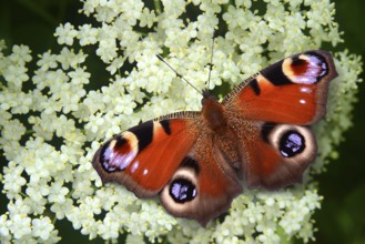 Butterfly on elderflower