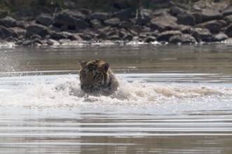 Tiger (Panthera tigris), Bengal tiger or Indian tiger, big cat (Pantherinae), carnivore