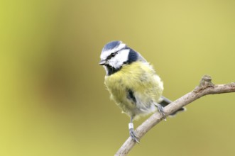 Blue Tit on perch