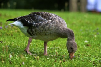 Grazing greylag goose in a meadow. Greylag Goose in a meadow