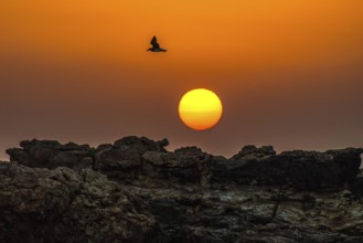 Rocks at sunset with flying bird, Oman, Asia