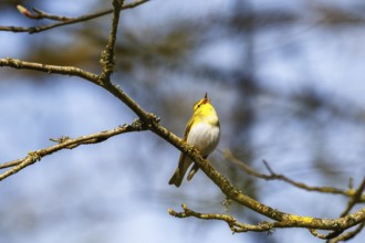 Wood Warbler singing in the springtime from a tree branch